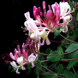 Lonicera Belgica – Early Dutch Honeysuckle