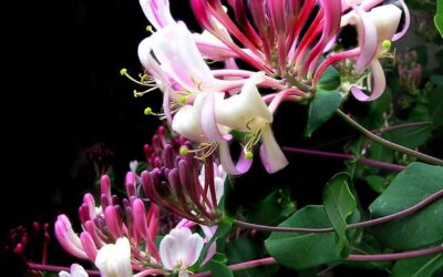 Lonicera Belgica – Early Dutch Honeysuckle