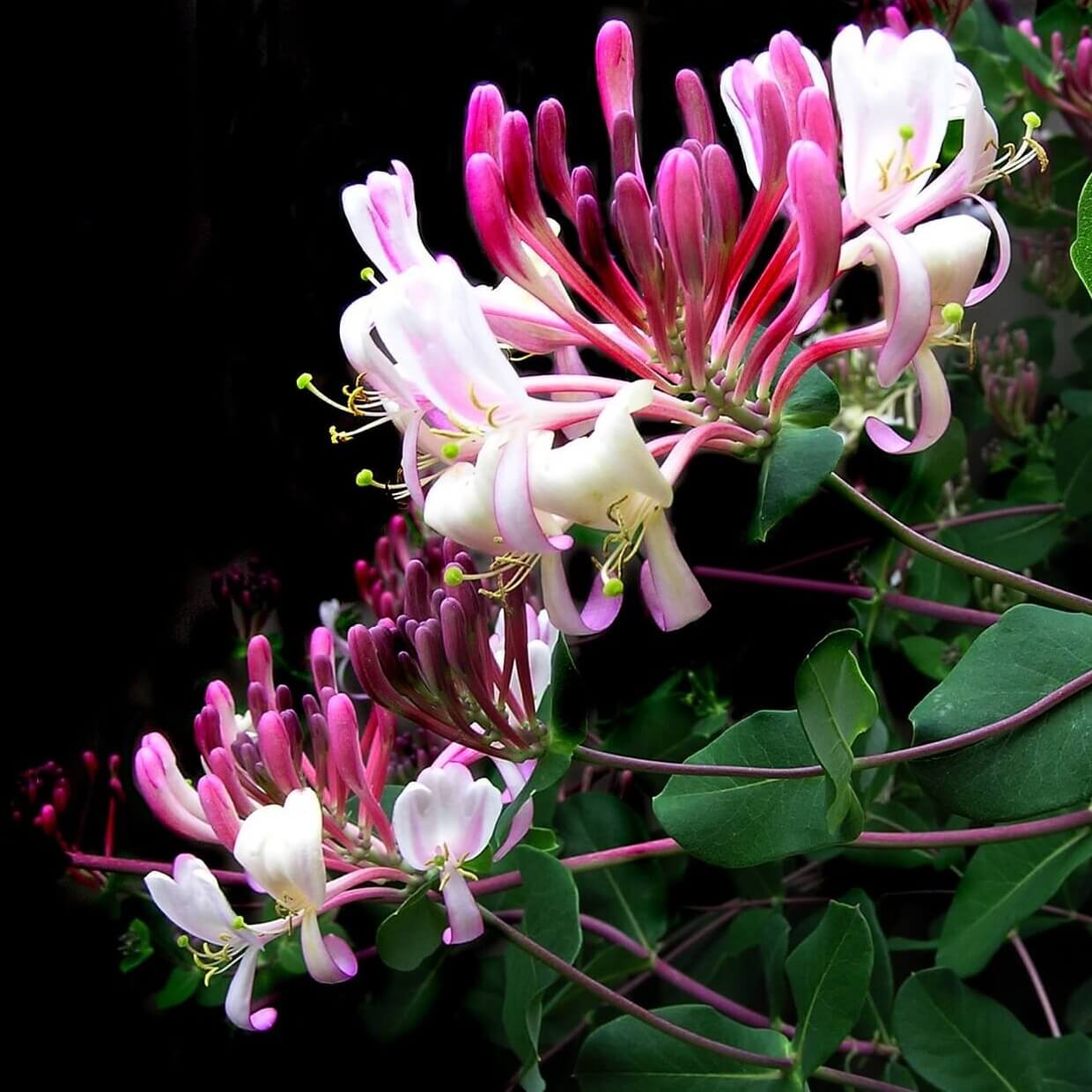 Lonicera Belgica Flowering Cropped Lonicera periclymenum Belgica Flowering Cropped