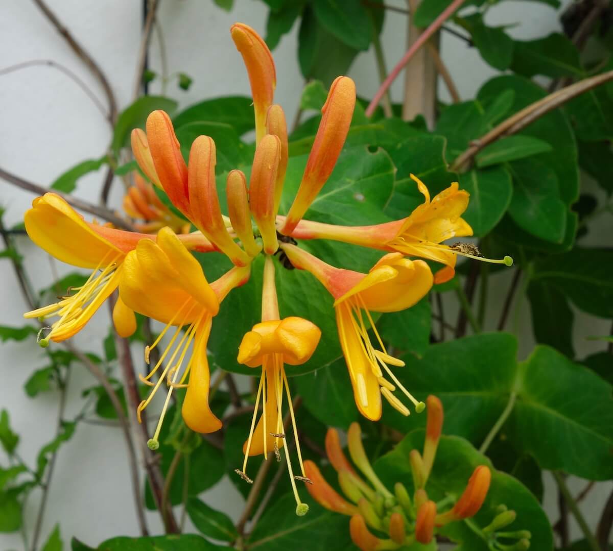 Lonicera Copper Beauty Flower Close Up