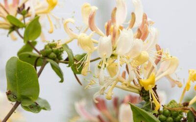 Lonicera similis var. delavayi