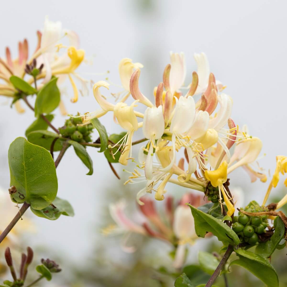 Lonicera delavayi Flowers Close Up Lonicera delavayi Flowers Close Up (Lonicera similis var. delavayi)