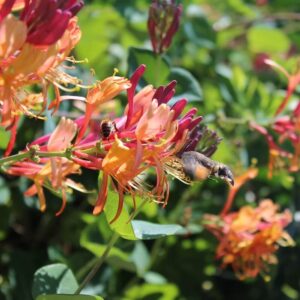 Lonicera Gold Flame