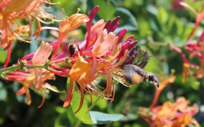 Lonicera Gold Flame