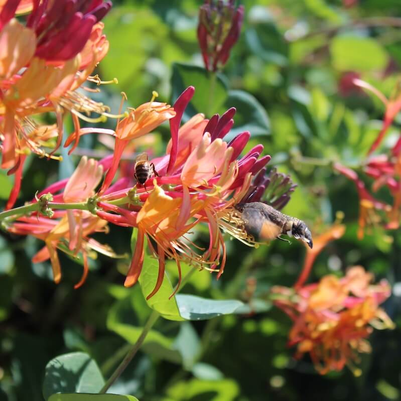 Lonicera Gold Flame Scented Flowers Cropped Lonicera Gold Flame Scented Flowers Cropped