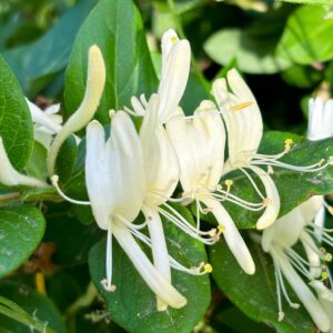 Lonicera Graham Thomas