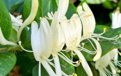 Lonicera Graham Thomas