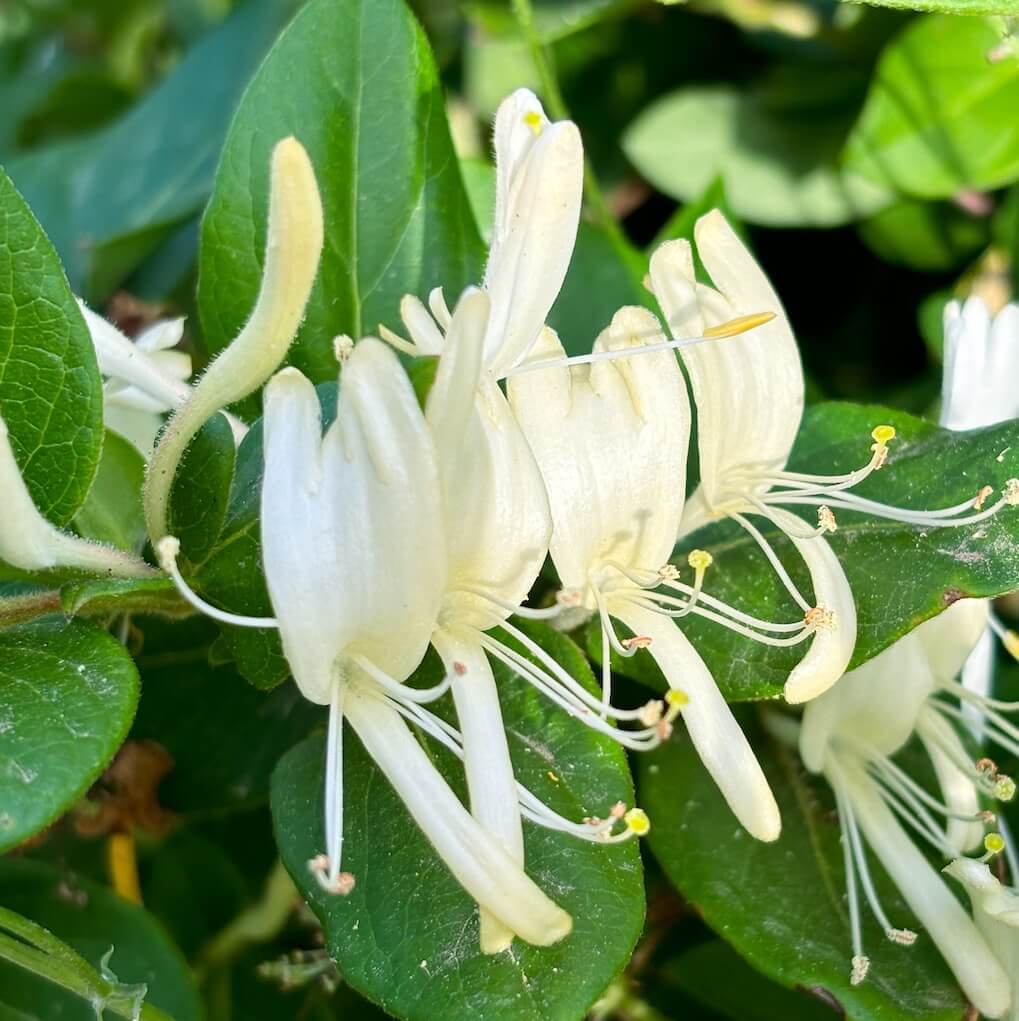 Lonicera Graham Thomas Scented Flowers Close Up Cropped Lonicera Graham Thomas Scented Flowers Close Up Cropped
