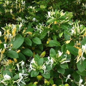 Lonicera japonica Halliana