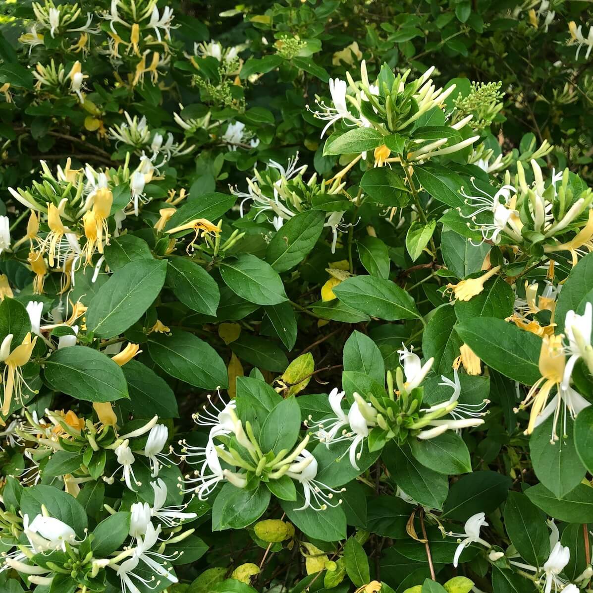 Lonicera Halliana Flowering Cropped Lonicera japonica Halliana, Lonicera Halliana Flowering Cropped