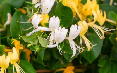 Lonicera japonica Halls Prolific