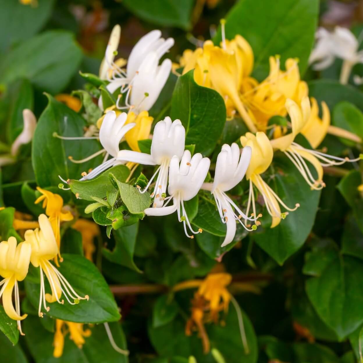 Lonicera Halls Prolific Flowers