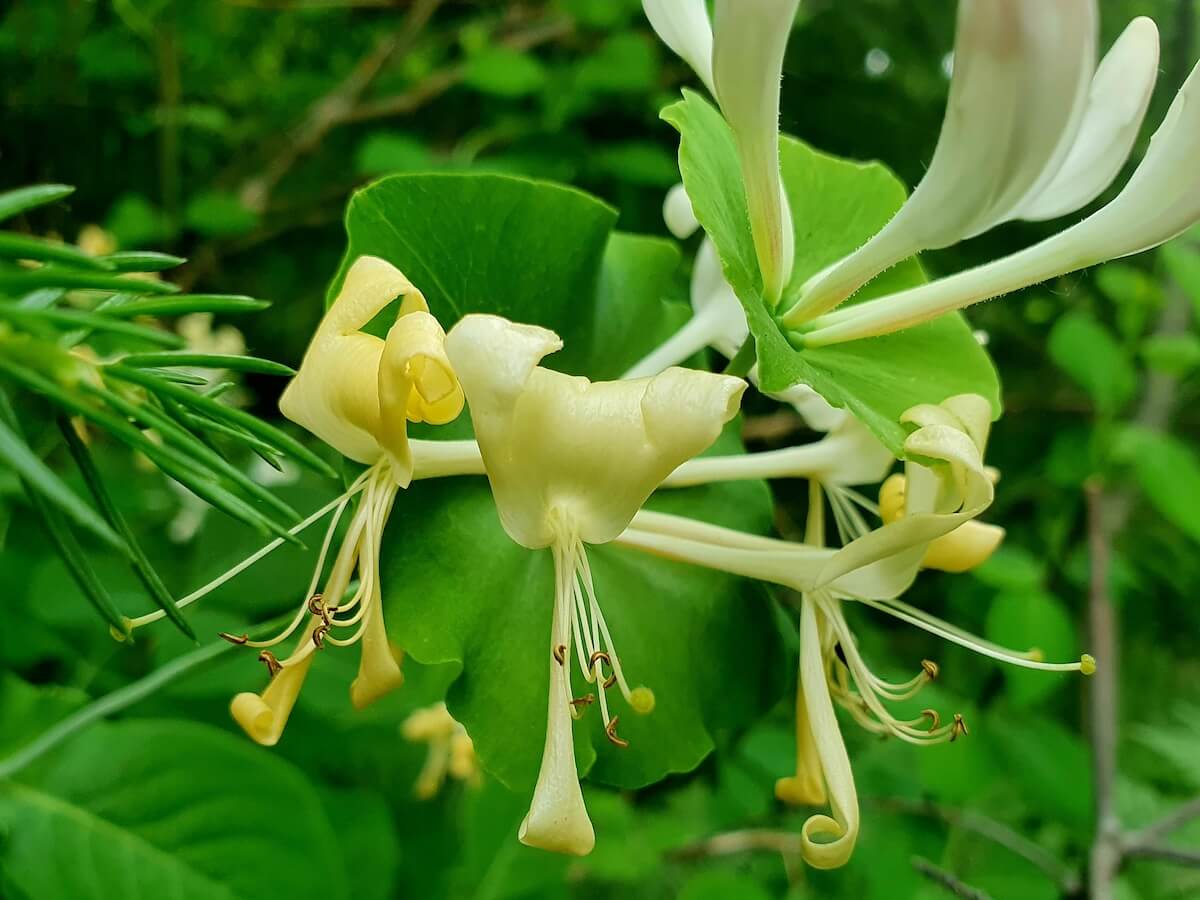 Lonicera Scentsation Flower Very Close Up Lonicera Scentsation Flower Very Close Up