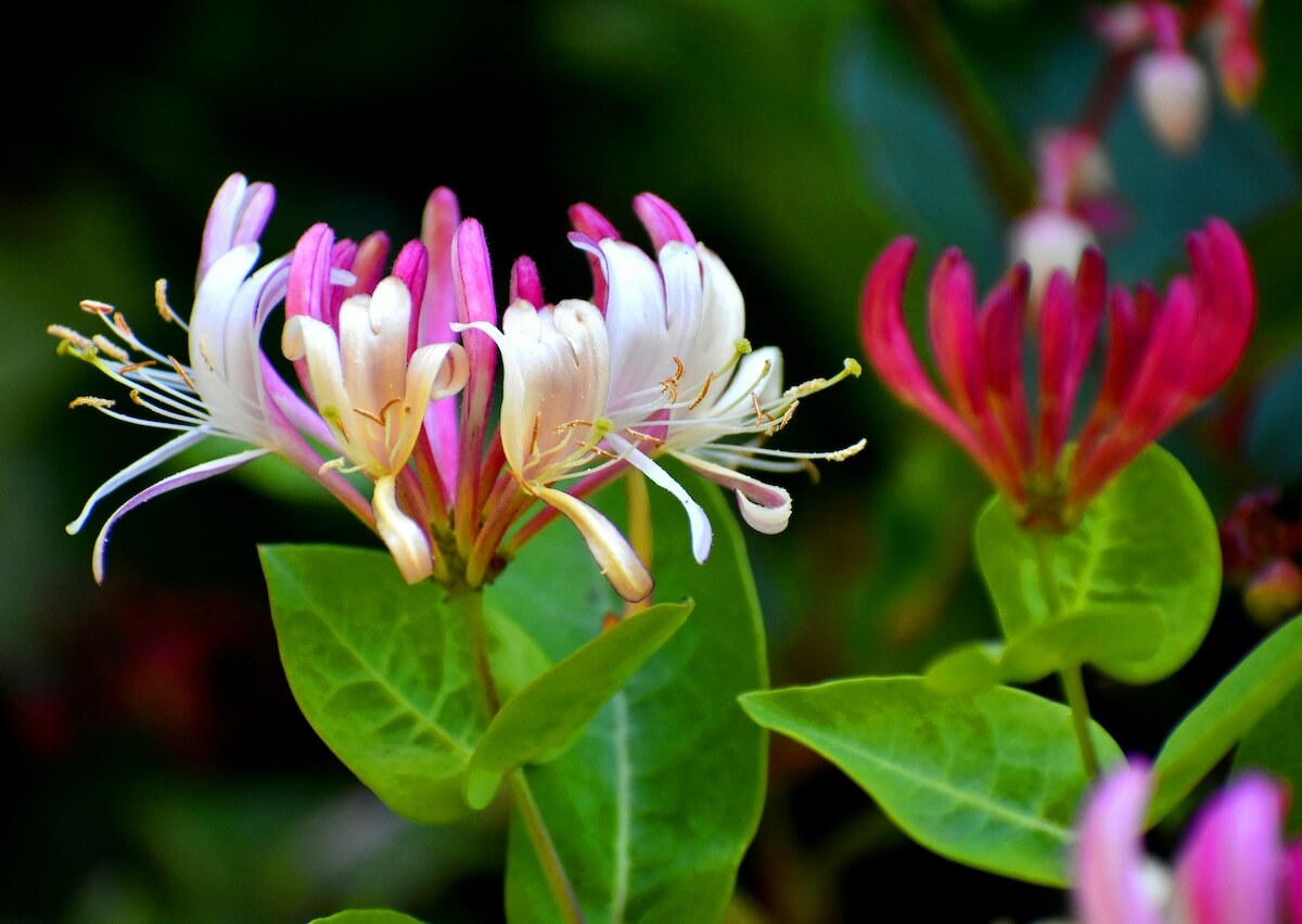 Lonicera Serotina Flower Close Up Lonicera Serotina Flower Close Up