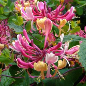 Lonicera Serotina – Late Dutch Honeysuckle