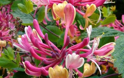 Lonicera Serotina – Late Dutch Honeysuckle
