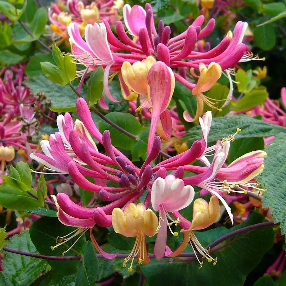 Lonicera Serotina Flower Close Up Cropped Lonicera periclymenum Serotina Flower Close Up