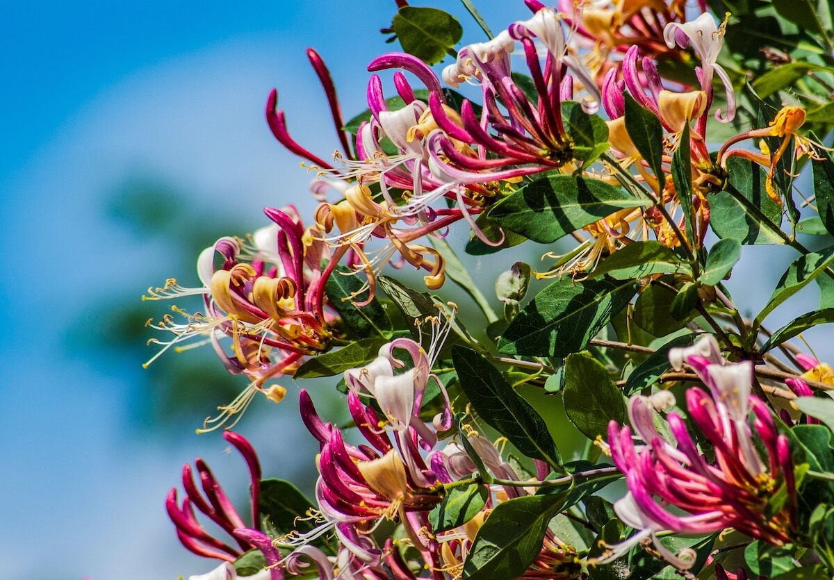 Lonicera Serotina Flowering Lonicera Serotina Flowering