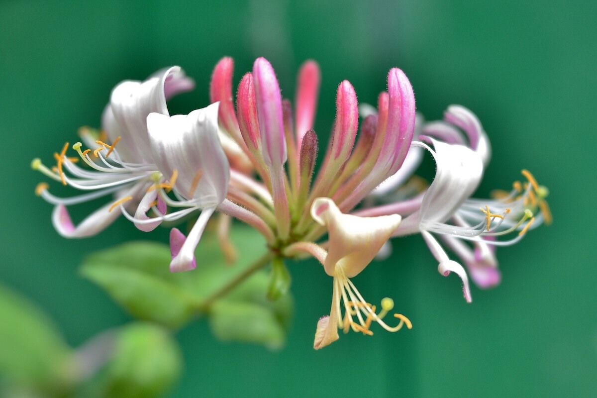 Lonicera Strawberries and Cream Flower Close Up Lonicera Strawberries and Cream Flower Close Up