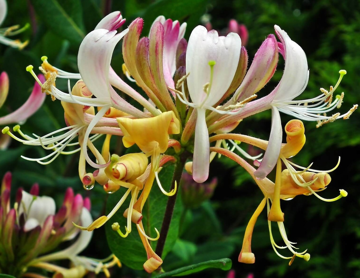 Lonicera periclymenum Flowers Lonicera periclymenum Flowers