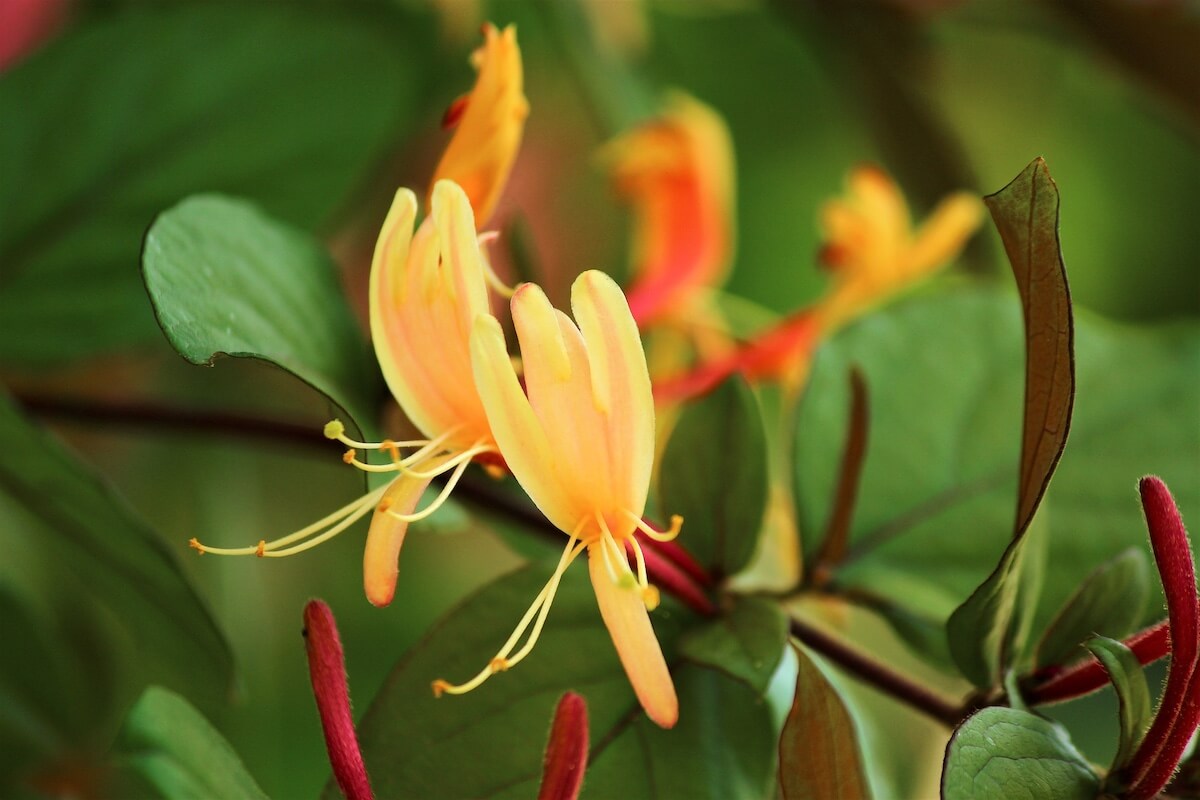 Lonicera × tellmanniana Flower Very Close Up Lonicera × tellmanniana Flower Very Close Up