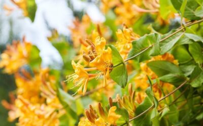 Lonicera x tellmanniana