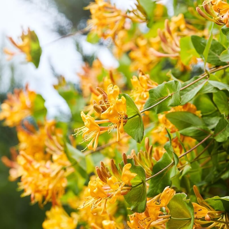 Lonicera × tellmanniana Flowering Cropped Lonicera x tellmanniana Flowering