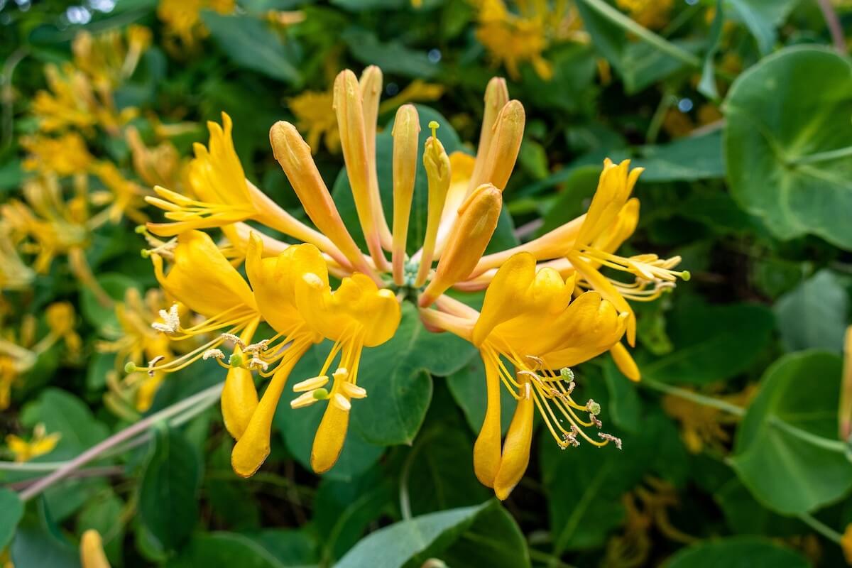 Lonicera × tellmanniana Flowers Close Up Lonicera × tellmanniana Flowers Close Up