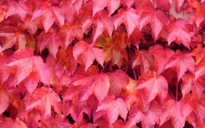 Parthenocissus tricuspidata – Boston Ivy