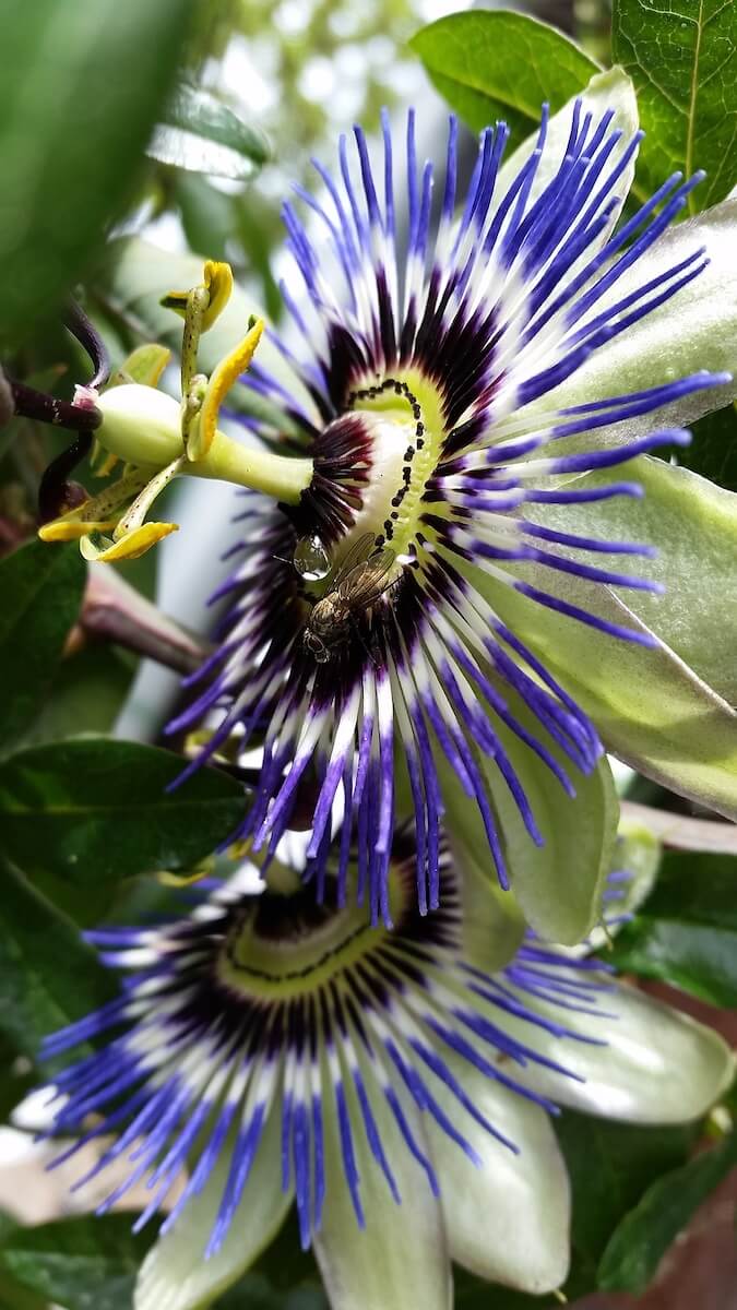 Passiflora caerulea Passion Flower Flowers Passiflora caerulea Passion Flower