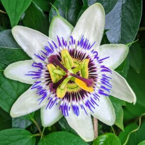 Passiflora caerulea – Blue Passion Flower