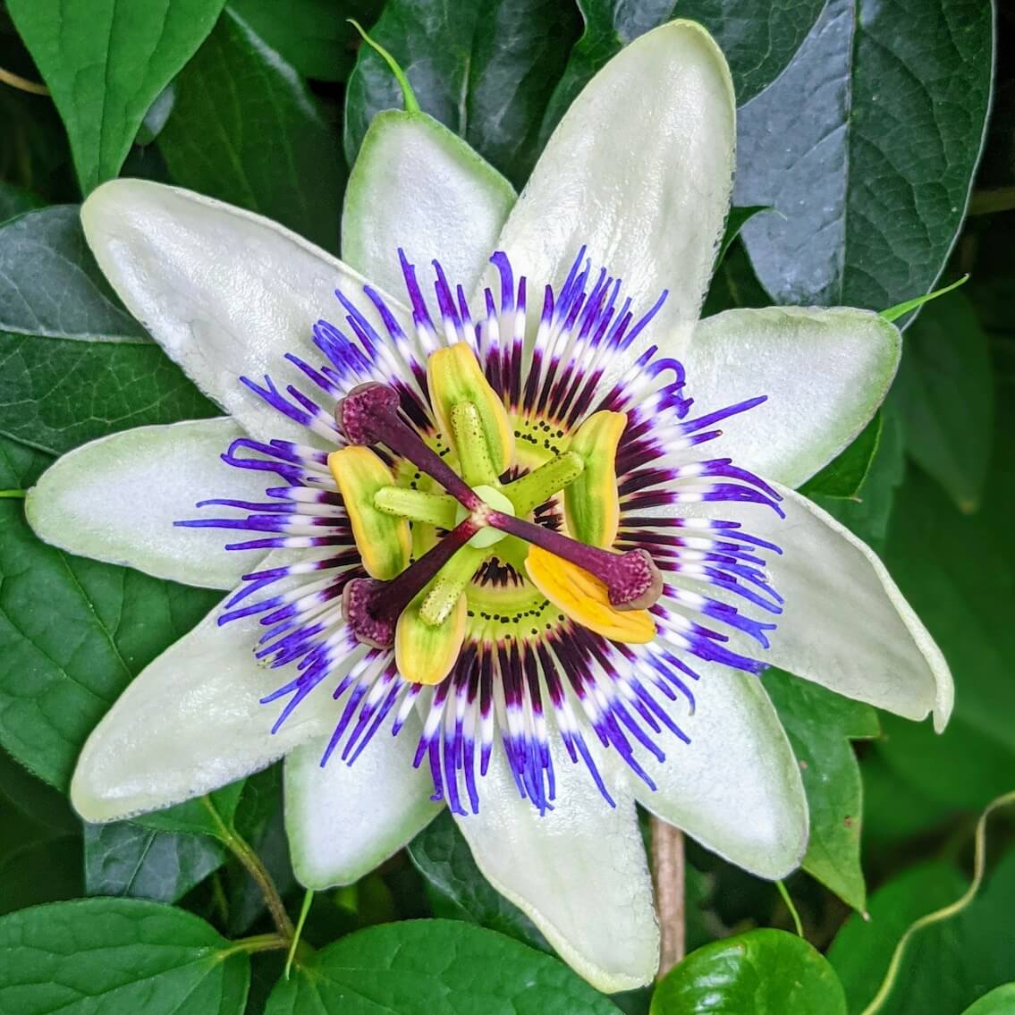 Passiflora caerulea Passion Flower Single Flower Cropped Passiflora caerulea Passion Flower
