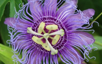 Passiflora Purple Rain