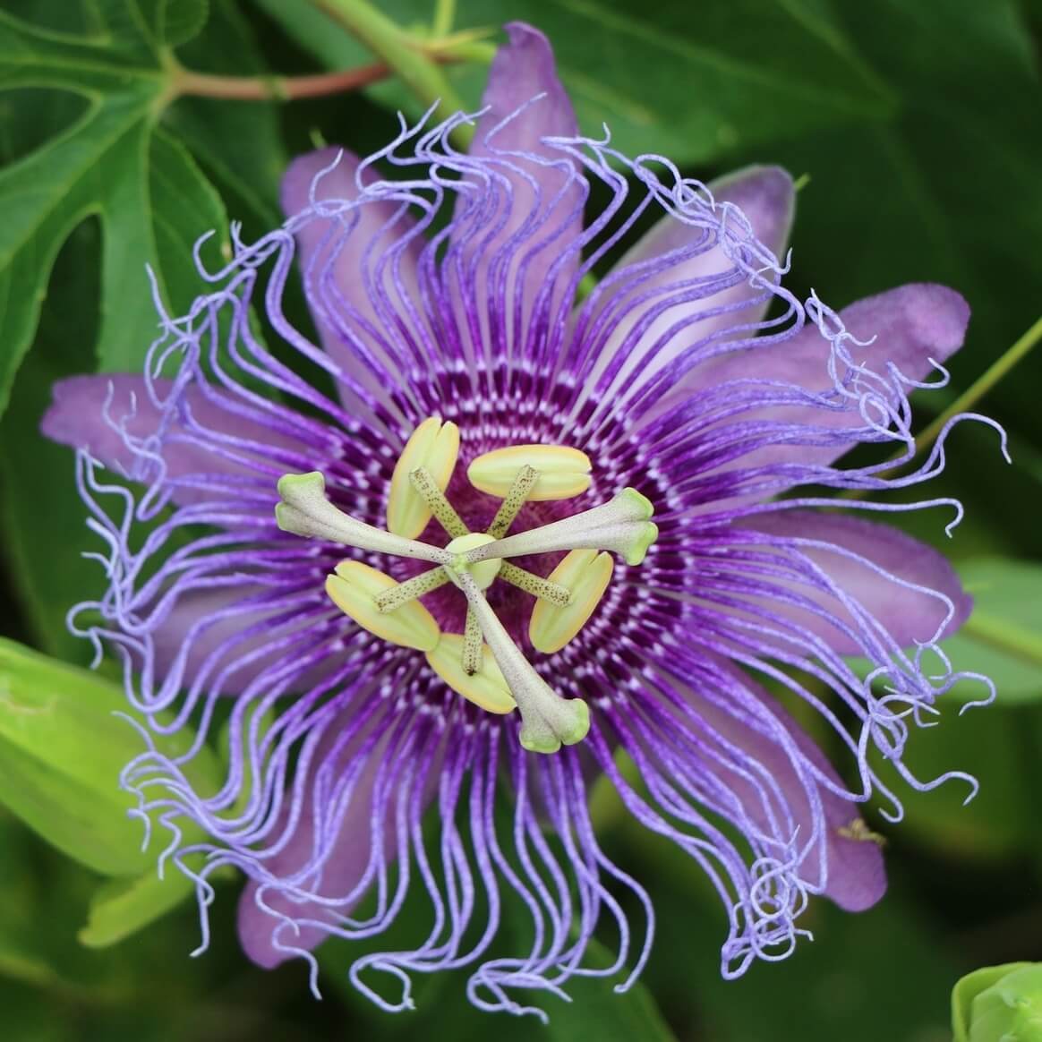 Passiflora caerulea Purple Rain Passion Flower Flower Close Up Cropped Passiflora Purple Rain Passion Flower
