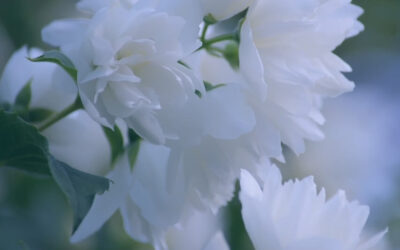 Philadelphus Pearls of Perfume