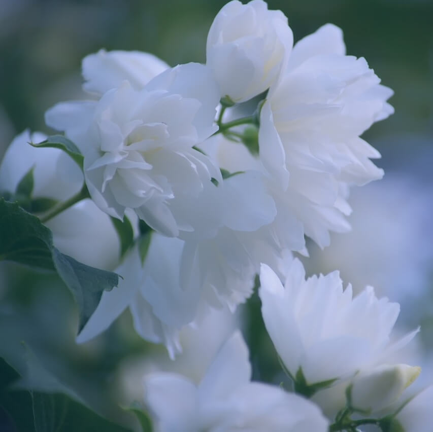 Philadelphus Pearls of Perfume Double White Scented Flowers