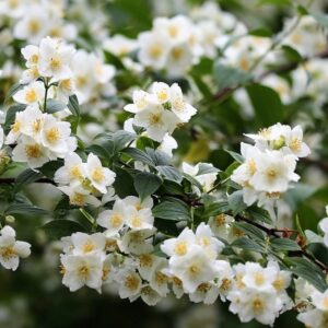 Philadelphus coronarius