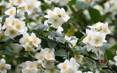 Philadelphus coronarius