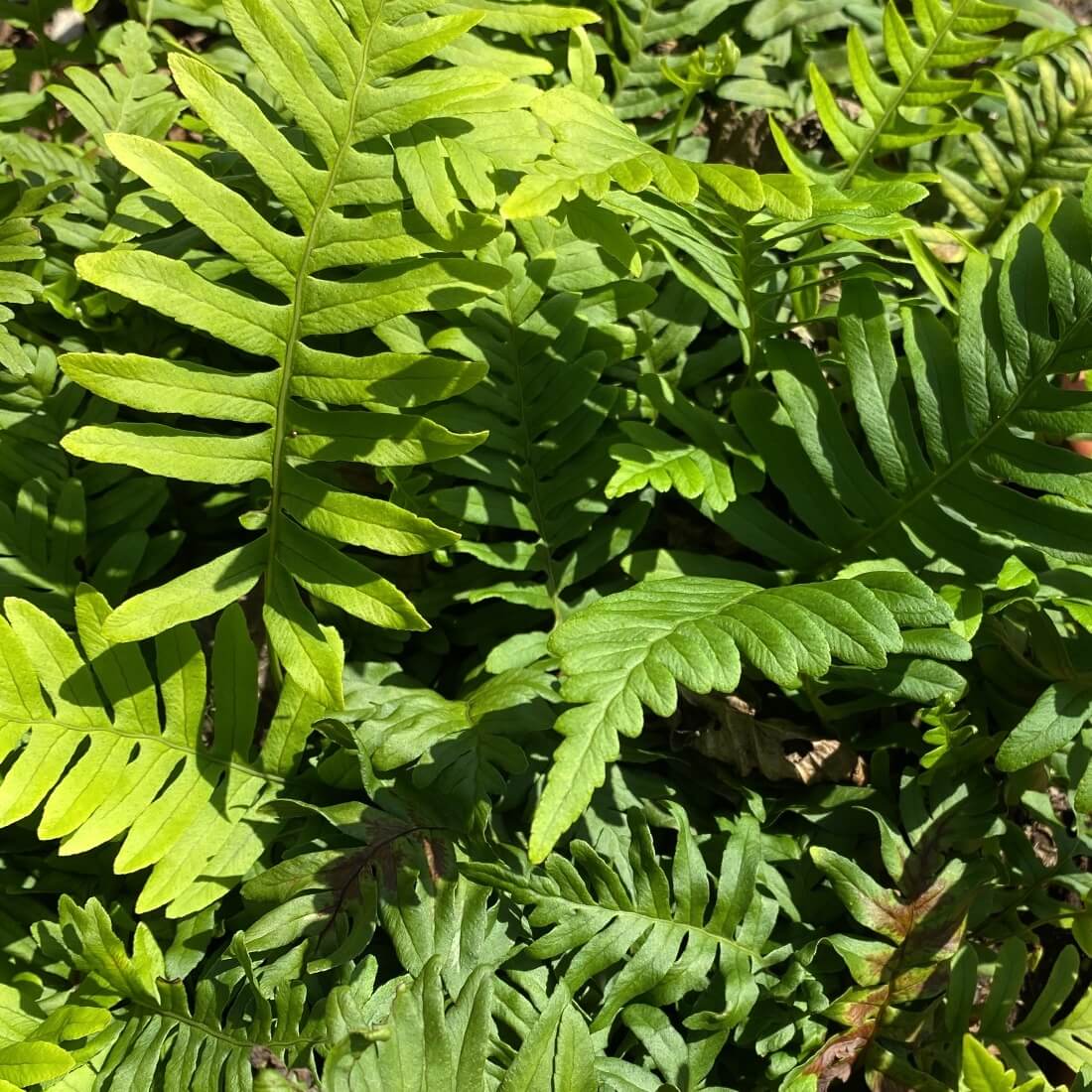 Polypodium vulgare - Common Polypody Cropped Polypodium vulgare - Common Polypody