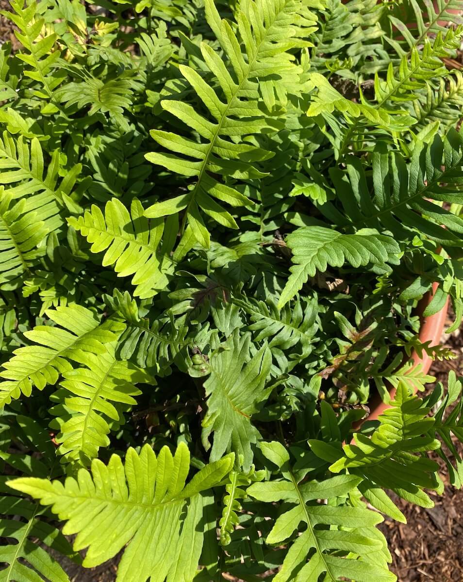 Polypodium vulgare - Common Polypody Growing in a Pot Polypodium vulgare - Common Polypody