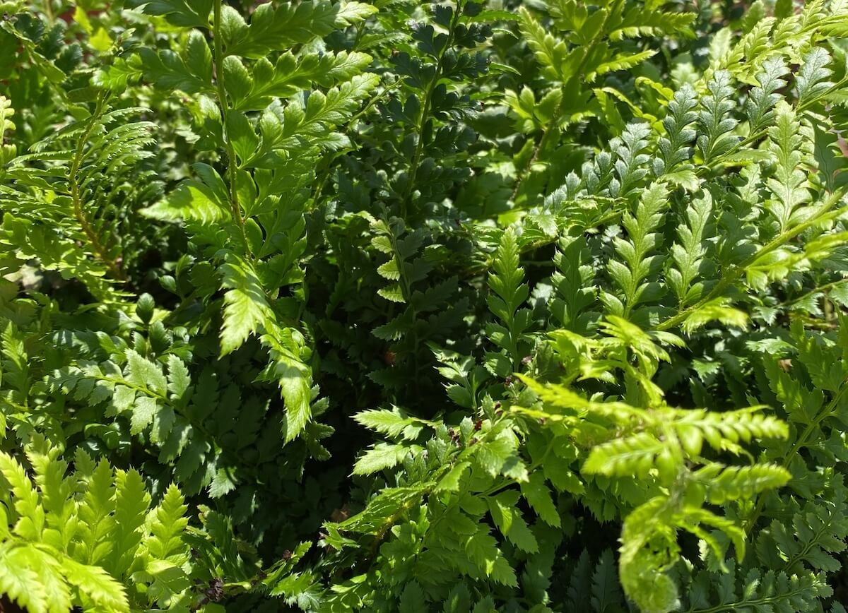 Polystichum aculeatum Scuta Hard Shield Fern