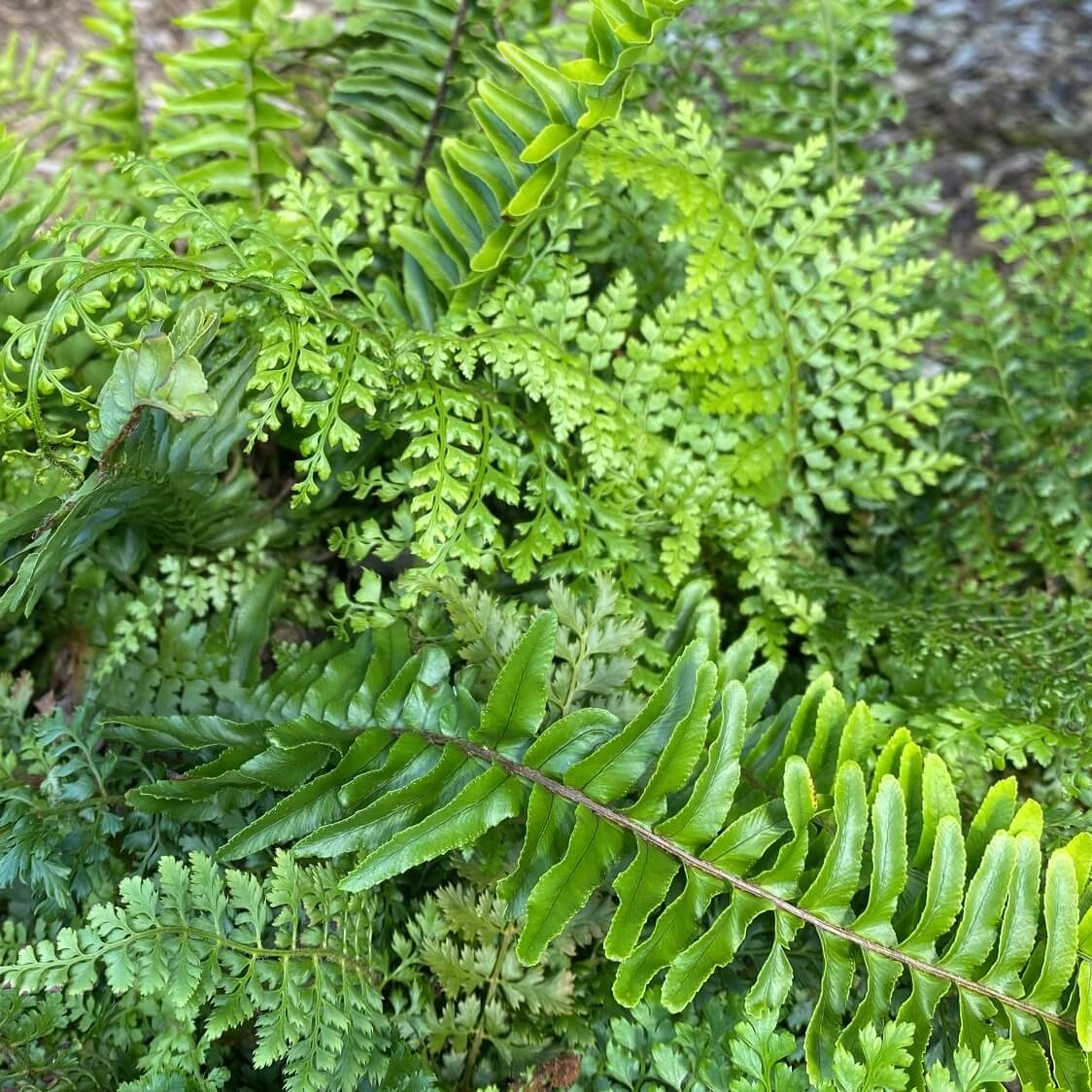 Polystichum setiferum herrenhausen Soft Shield Fern Cropped Polystichum setiferum herrenhausen Soft Shield Fern Herrenhausen