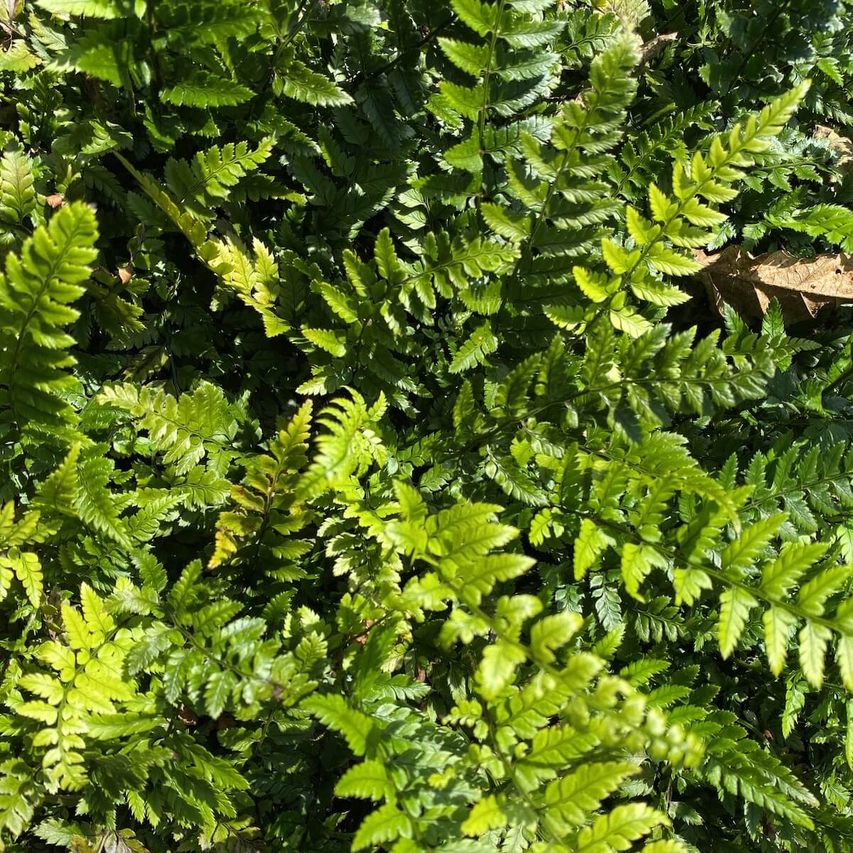 Polystichum tsus-simense - Korean Rock Fern Cropped Polystichum tsus-simense - Korean Rock Fern