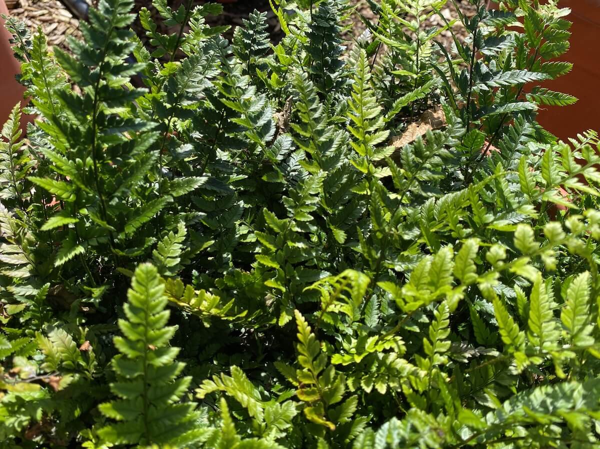 Polystichum tsus-simense - Korean Rock Fern Growing in a Pot Polystichum tsus-simense - Korean Rock Fern