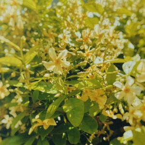Trachelospermum Star of Toscana