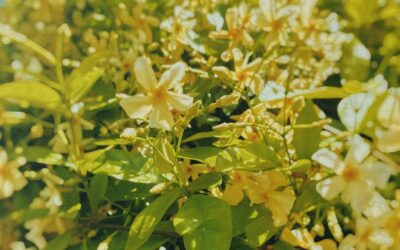 Trachelospermum Star of Toscana