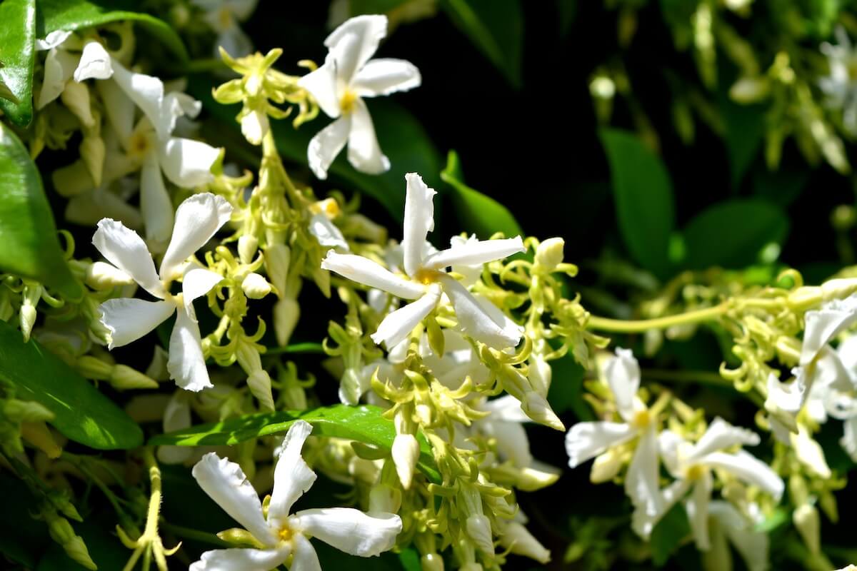Trachelospermum jasminoides White Scented Flowers Close Up