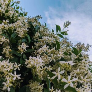 Trachelospermum jasminoides: Star Jasmine