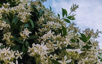 Trachelospermum jasminoides: Star Jasmine