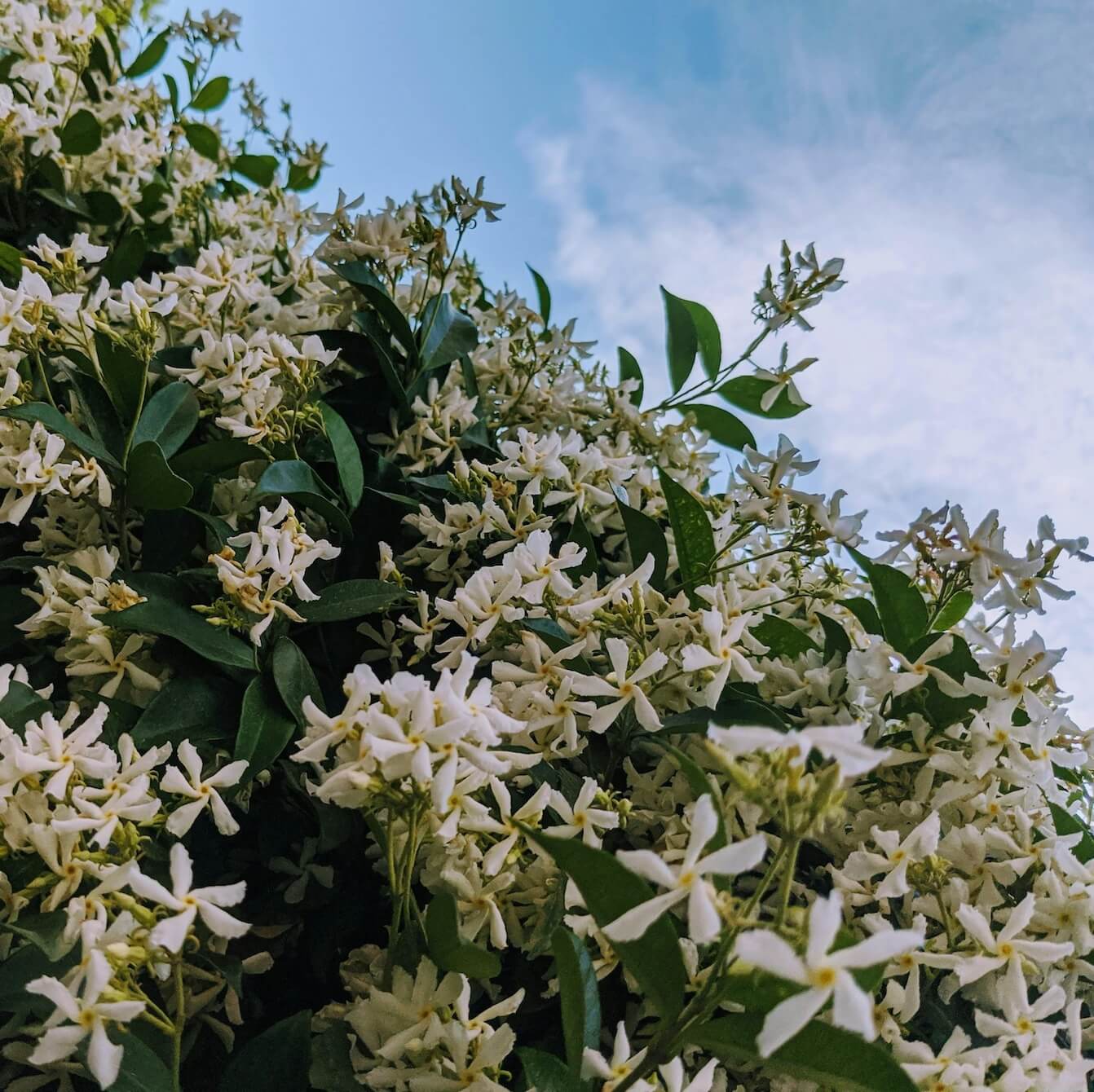 Trachleospermum jasminoides Mass of Flowers